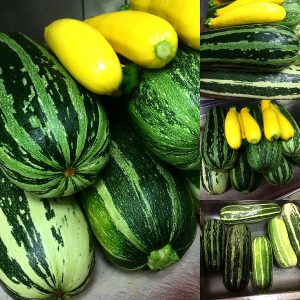 marrow